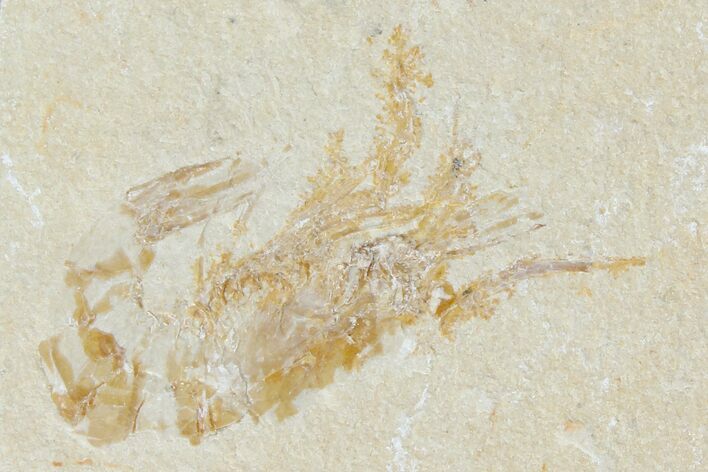 Cretaceous Fossil Shrimp - Lebanon #123873